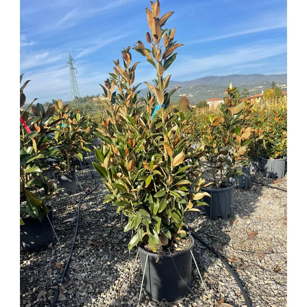 Örökzöld liliomfa   MAGNOLIA GRANDIFLORA GALLISONIENSIS PRAECOX 100/125 K18