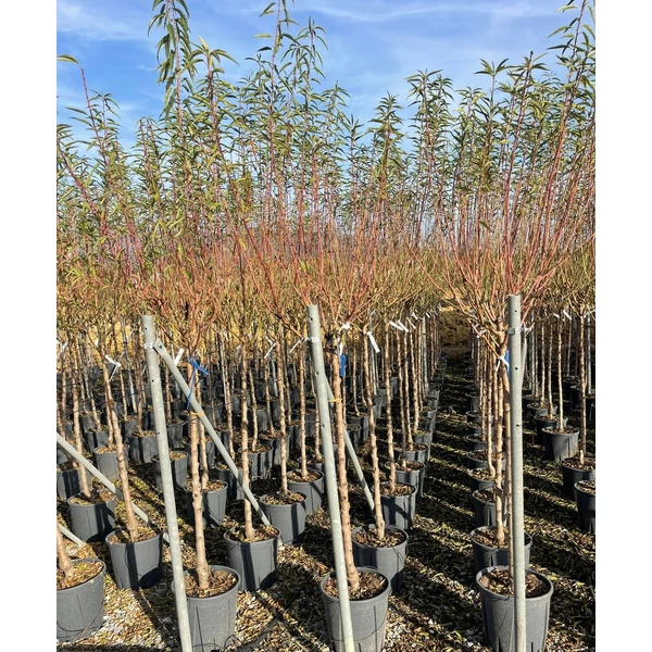 Mandula PRUNUS AMYGDALUS FAJTÁK T1/2 K15