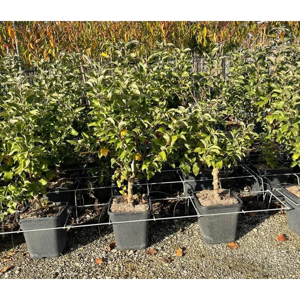 Garden sun Red alma MALUS COMMUNIS GARDEN SUN RED T1/4 K11