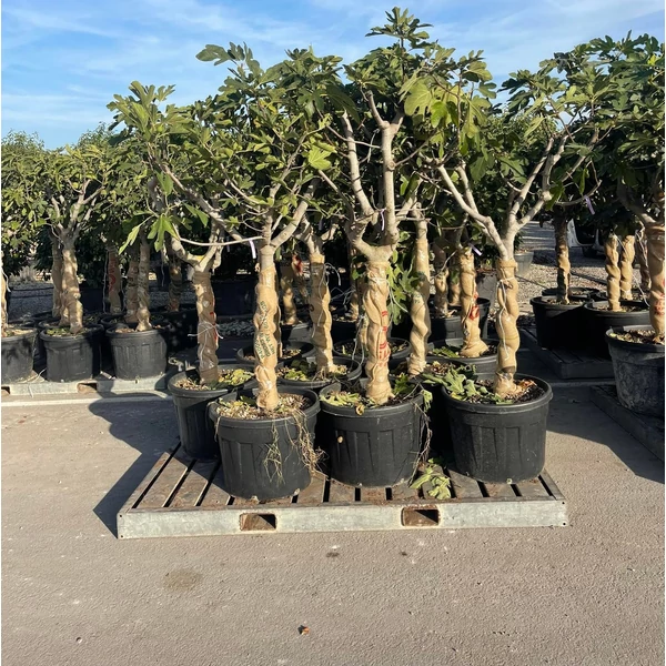 Füge FICUS CARICA BROWN TURKEY T1/2 25/30 K180