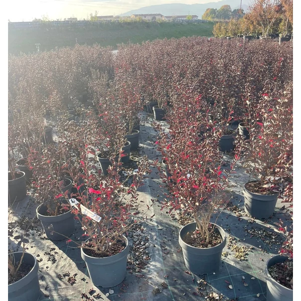 Kínai selyemmirtusz  LAGERSTROEMIA INDICA FAJTÁK 60/+ K10