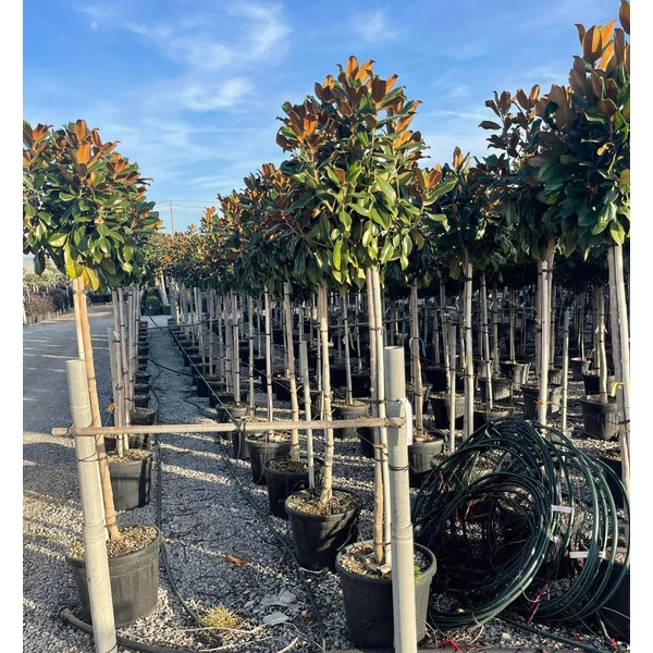 Örökzöld liliomfa  MAGNOLIA GRANDIFLORA GALLISONIENSIS PRAECOX T120 10/12 K35