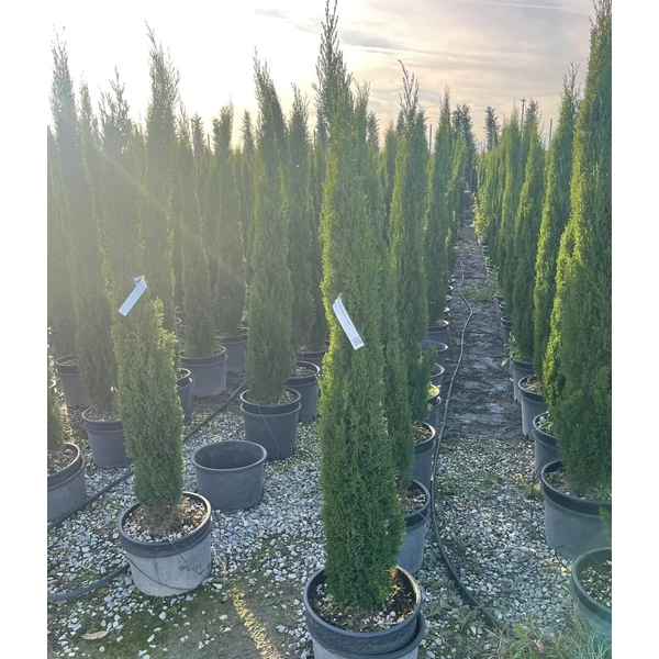 Európai ciprus   CUPRESSUS SEMPERVIRENS TOTEM 150/175 K18