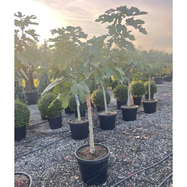 Füge FICUS CARICA BROWN TURKEY T1/2 12/14 K50