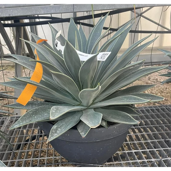 Közönséges agávé AGAVE LAVENDER LADY LAPOS TÁLBAN K25