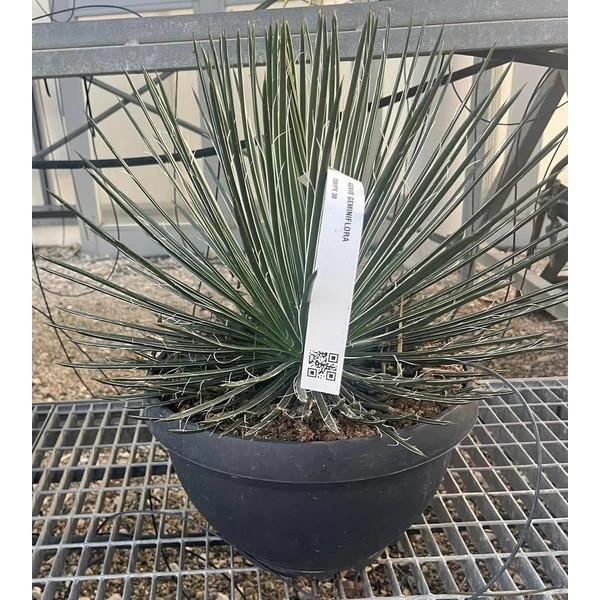 Agávé AGAVE GEMINIFLORA LAPOS TÁLBAN K25
