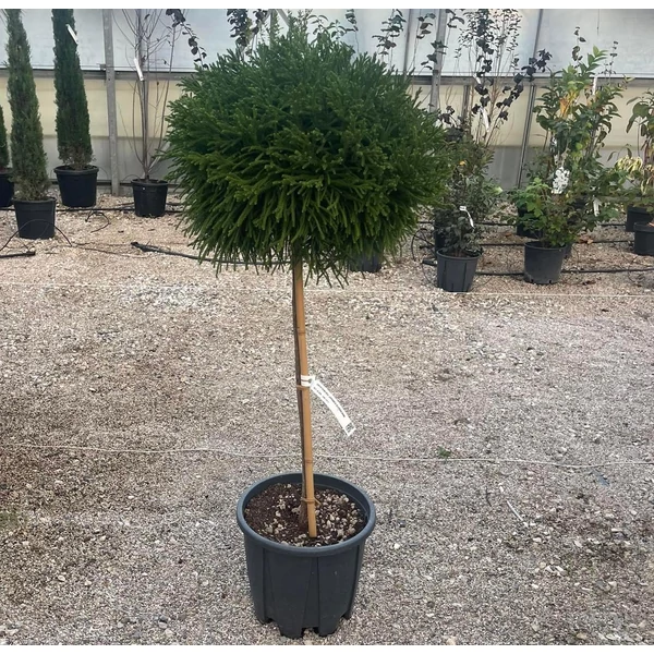 Törpe japán szugifenyő CRYPTOMERIA JAPONICA LITTLE CHAMPION T1/2 K18