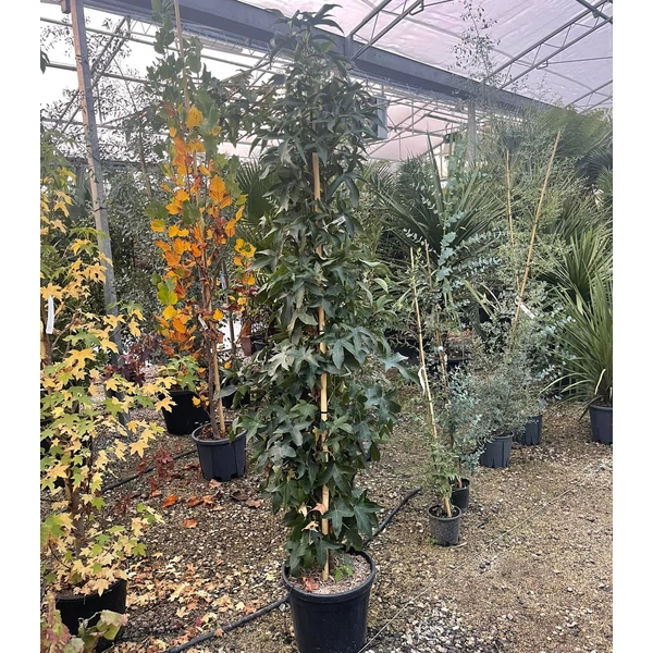 Amerikai ámbrafa   LIQUIDAMBAR STYRACIFLUA SLENDER SILHOUTTE 175/200 K25