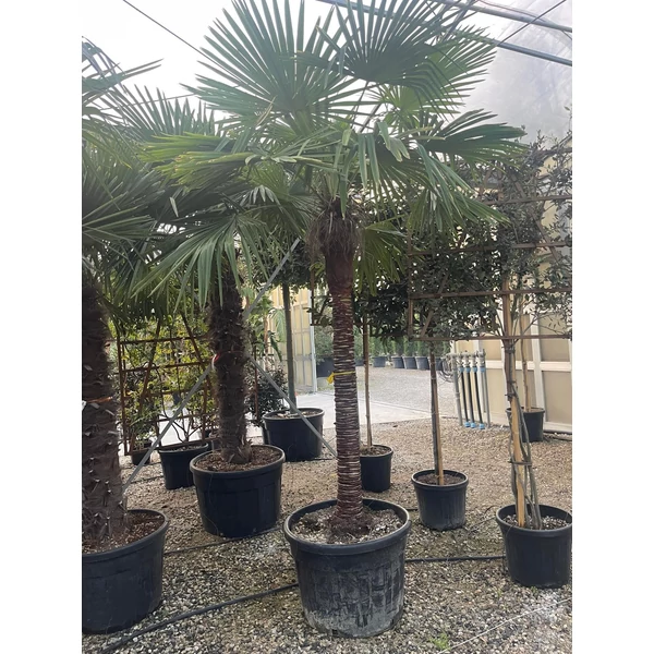 Kínai kenderpálma  CHAMAEROPS EXCELSA TISZTÍTOTT TÖRZS T160/180 K110