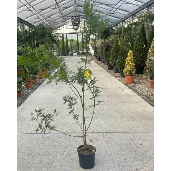 Acacia ACACIA DECURRENS 80/100 K5