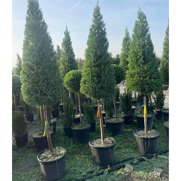 Leyland ciprus  CUPRESSOCYPARIS LEYLANDII T1/2 KÚP K40