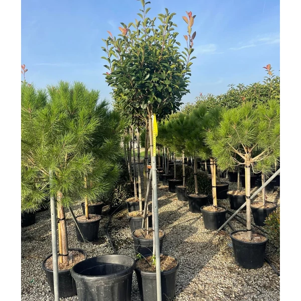 Örökzöld korallberkenye PHOTINIA FRASERI RED ROBIN T3/4 50/60 K30