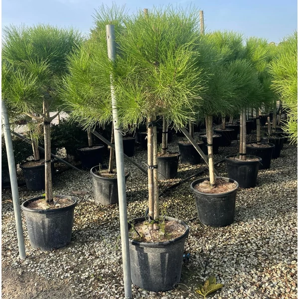 Mandulafenyő   PINUS PINEA T1/2 8/10 K25