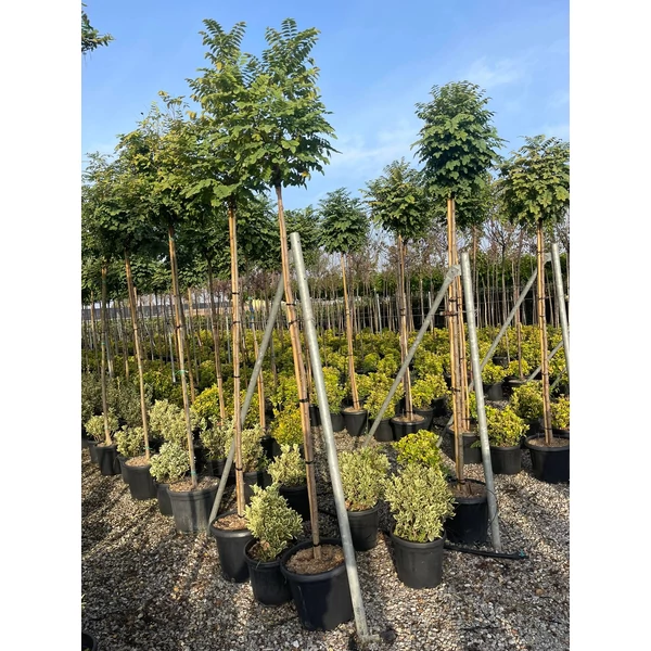 Gömbakác  ROBINIA PSEUDOACACIA UMBRACULIFERA T200 10/+ K25