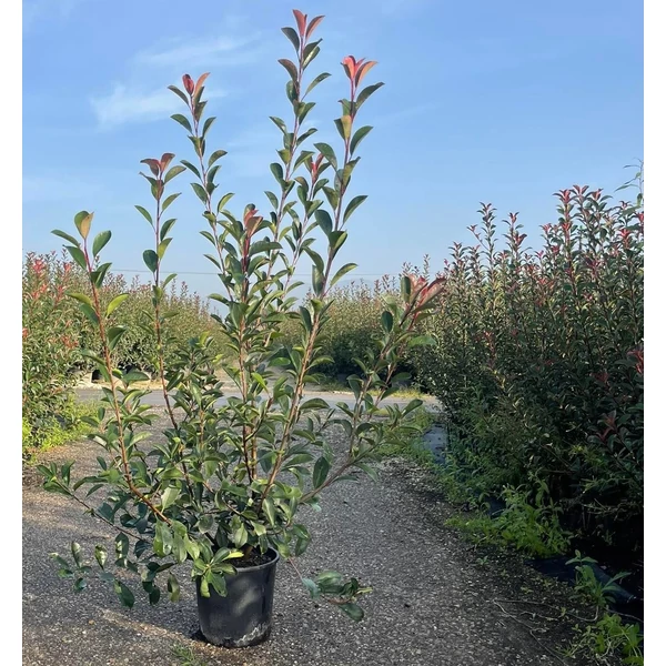 Örökzöld korallberkenye   PHOTINIA FRASERI RED ROBIN 125/150 K10