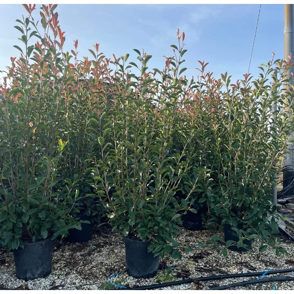 Örökzöld korallberkenye  PHOTINIA FRASERI RED ROBIN 150/175 K18