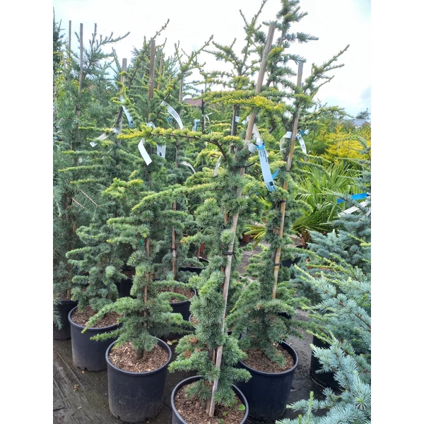 Atlasz cédrus  CEDRUS ATLANTICA AUREA 125/+ K18