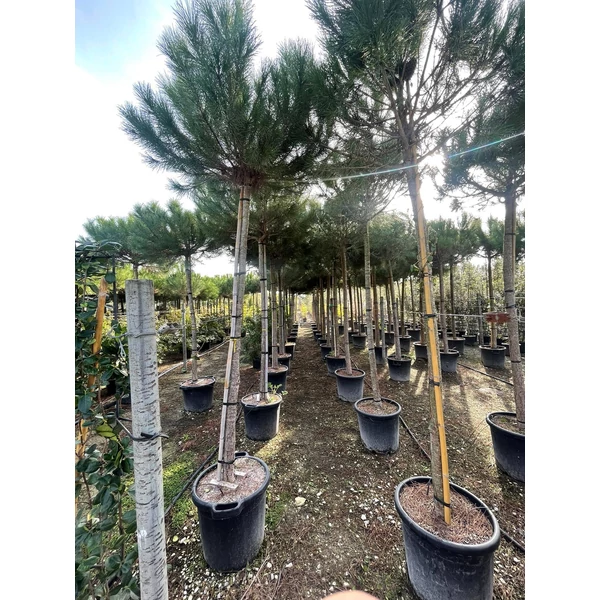 Mandulafenyő   PINUS PINEA T200 18/20 K70