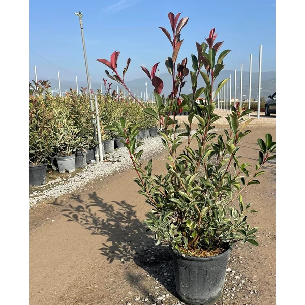 Örökzöld korallberkenye   PHOTINIA FRASERI PINK MARBLE 80/100 K9