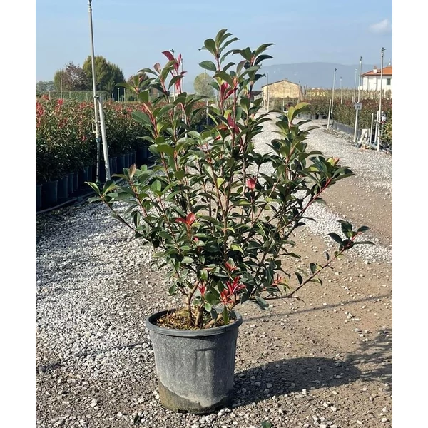 Örökzöld korallberkenye   PHOTINIA FRASERI COMPACTA 80/100 K9