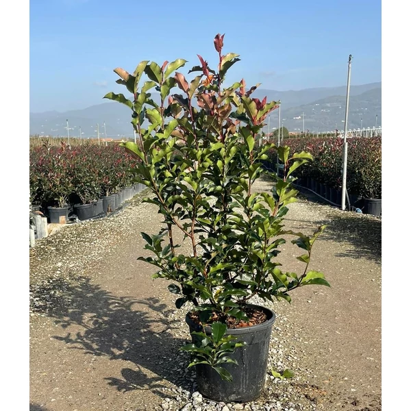 Örökzöld korallberkenye   PHOTINIA SERRATIFOLIA VOLCANO 80/100 K9