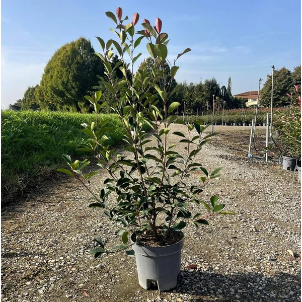 Örökzöld korallberkenye   PHOTINIA FRASERI RED ROBIN 80/100 K9