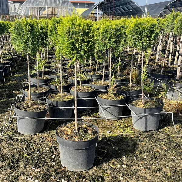 Arany lombú leyland ciprus CUPRESSOCYPARIS LEYLANDII CASTLEWELLAN GOLD T1/4 K9