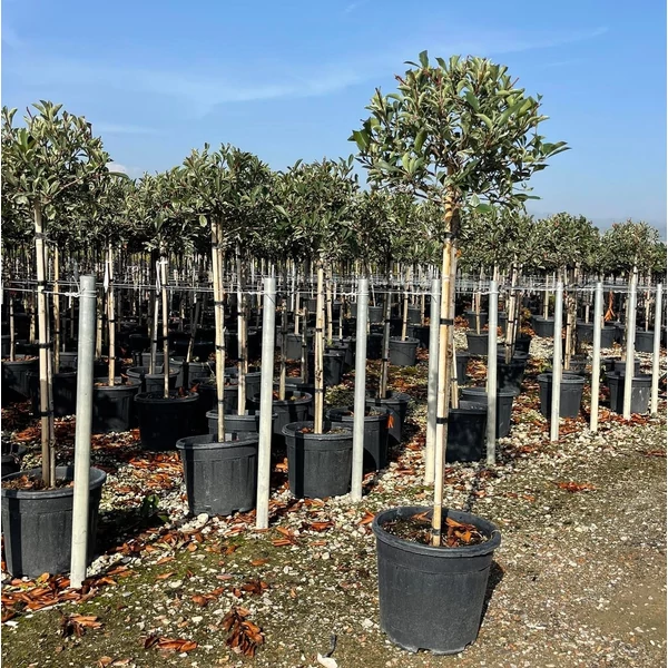 Örökzöld korallberkenye   PHOTINIA FRASERI PINK MARBLE T1/2 K18