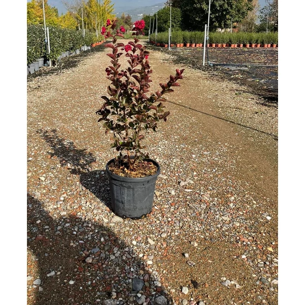 Kínai selyemmirtusz   LAGERSTROEMIA DYNAMITE K5