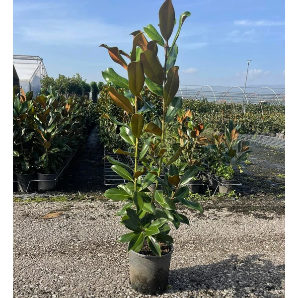 Örökzöld liliomfa   MAGNOLIA GRANDIFLORA GALLISONIENSIS PRAECOX 80/100 K5
