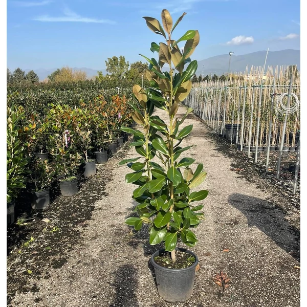 Örökzöld liliomfa   MAGNOLIA GRANDIFLORA MARYLAND 125/150 K18