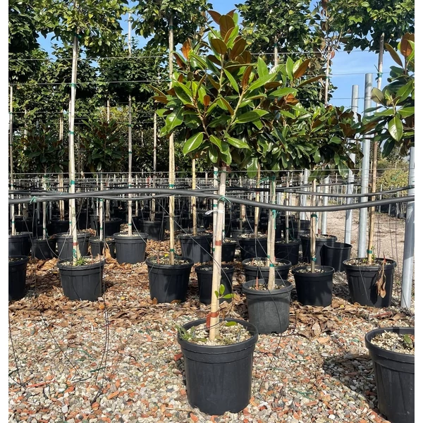 Örökzöld liliomfa   MAGNOLIA GRANDIFLORA FERRUGINEA T1/2 K30