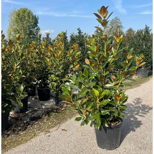 Örökzöld liliomfa   MAGNOLIA GRANDIFLORA FERRUGINEA 125/150 K30