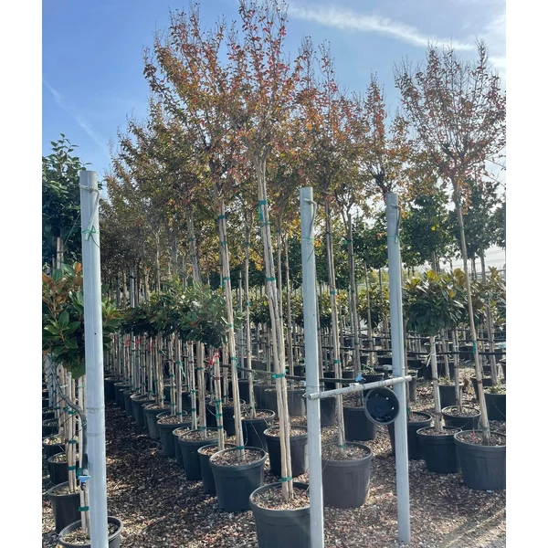 Kínai selyemmirtusz   LAGERSTROEMIA INDICA T200 8/10 K35