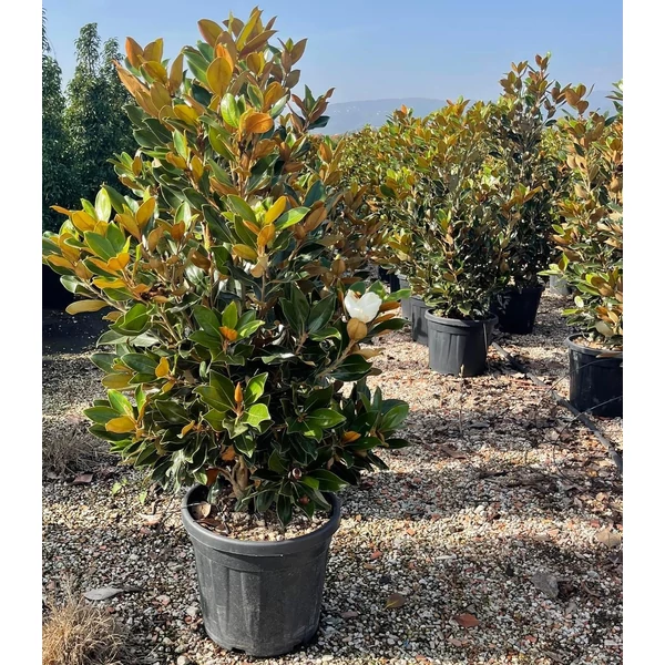 Örökzöld liliomfa   MAGNOLIA GRANDIFLORA LITTLE GEM 125/+ K30