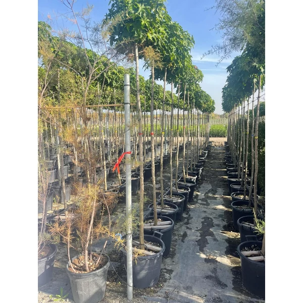 Amerikai ámbrafa  LIQUIDAMBAR STYRACIFLUA GUMBALL T200 8/10 K35