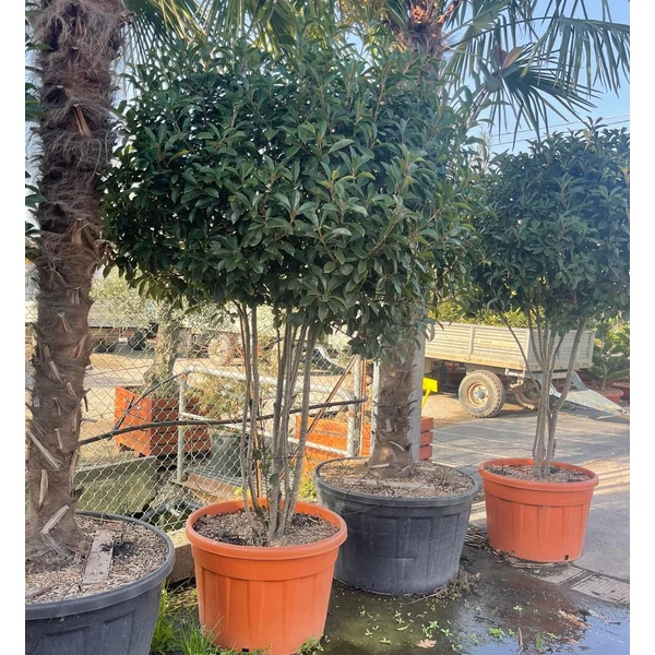 Örökzöld korallberkenye  PHOTINIA FRASERI RED ROBIN TÖBBTÖRZSES 175/+ K150