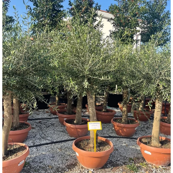 Olajfa  OLEA EUROPAEA T1/2 BONSAI TÁLBAN K42