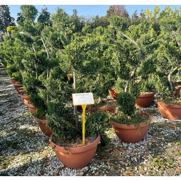 Arany lombú leyland ciprus CUPRESSOCYPARIS LEYLANDII CASTLEWELLAN GOLD BONSAI LAPOS TÁLBAN K45