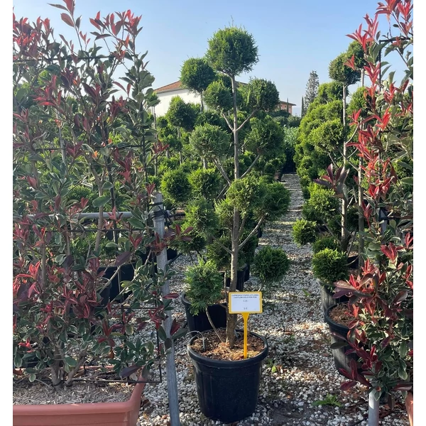 Arany lombú leyland ciprus CUPRESSOCYPARIS LEYLANDII CASTLEWELLAN GOLD POM-PON K55