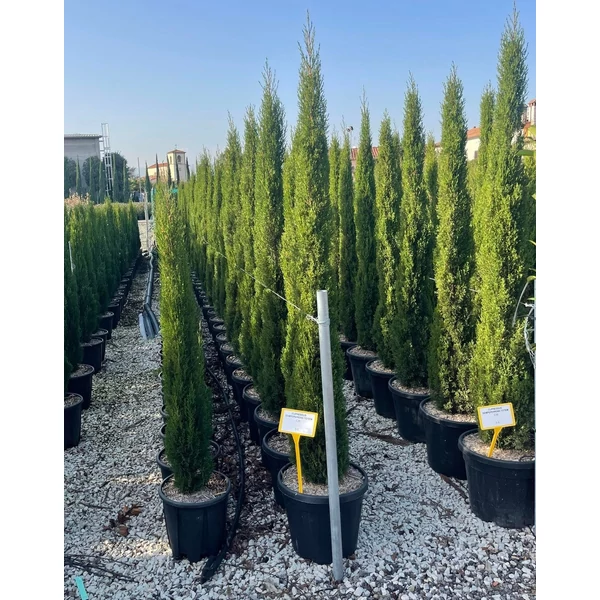 Európai ciprus   CUPRESSUS SEMPERVIRENS TOTEM 175/200 K30