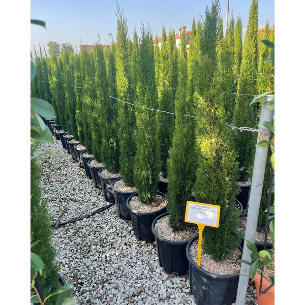 Európai ciprus   CUPRESSUS SEMPERVIRENS TOTEM 125/150 K18