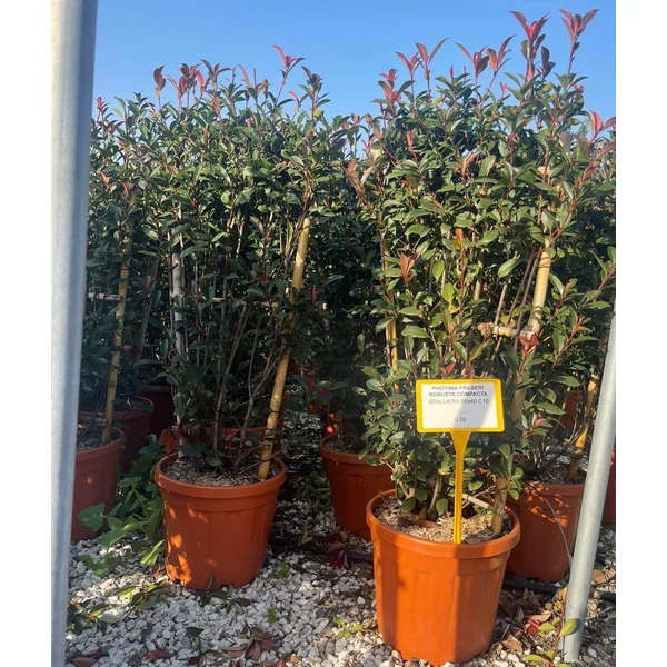 Örökzöld korallberkenye   PHOTINIA FRASERI COMPACTA FAL 80×40 K18