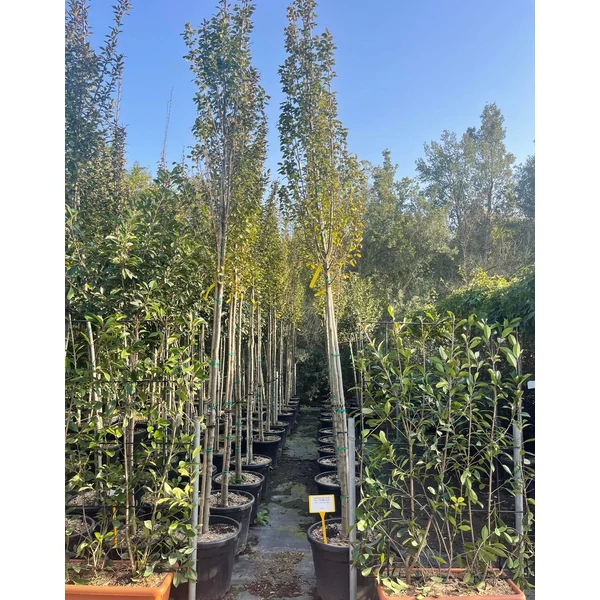 Oszlopos gyertyán  CARPINUS BETULUS PYRAMIDALIS T200 10/12 K55
