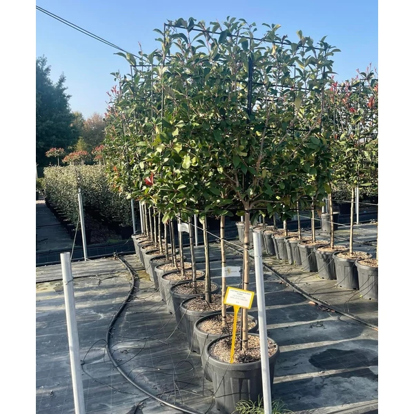 Örökzöld korallberkenye  PHOTINIA FRASERI RED ROBIN T1/2 FAL 100×100 K45
