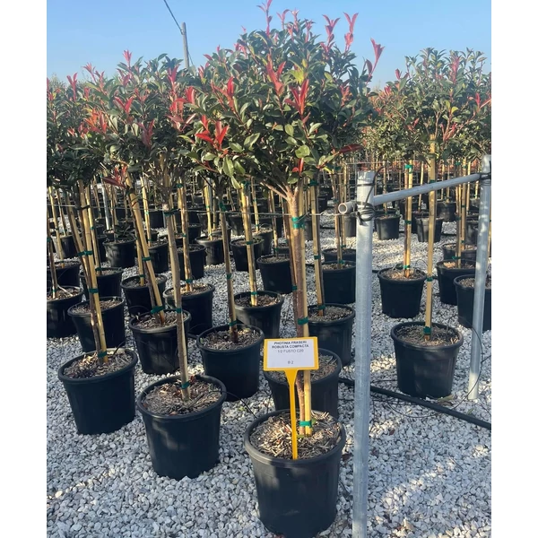 Örökzöld korallberkenye   PHOTINIA FRASERI COMPACTA T1/2 40/+ K18