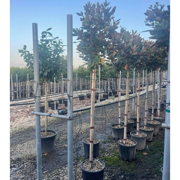 Örökzöld liliomfa   MAGNOLIA GRANDIFLORA LITTLE GEM T3/4 K18