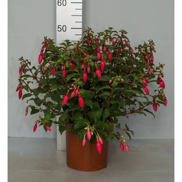 Fukszia FUCHSIA BOKOR K3