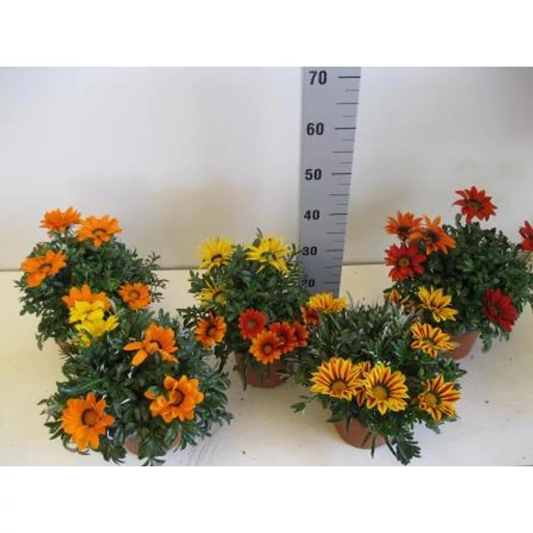 Záporvirág GAZANIA SPLENDENS K1,5