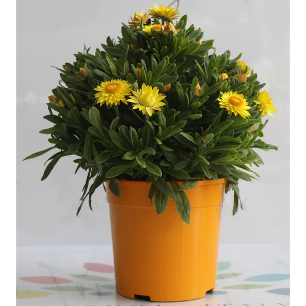 Szalmarózsa HELICHRYSUM BRACTEATUM K3